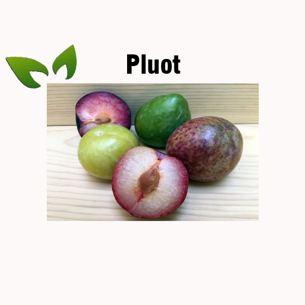 Pluot nutrition facts