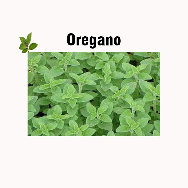 Oregano nutrition facts